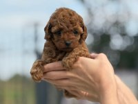 Petibör tadında poodle yanlışlıkla yemeyiniz