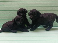 Black Toy Poodle Bebeklerimiz