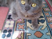British shorthair erkek