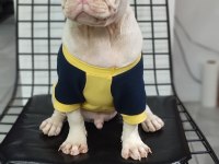 Türkiyede Tek Albino Pug Yavrumuz Sizlerle
