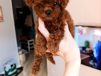 Toy poodle yavru