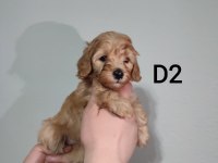 Poodle Yavrum Dişi Uygun Yer Sıkıntısından
