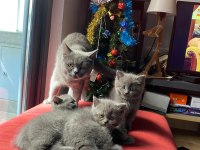 British Shorthair 40 Günlük Yavrular 3 Dişi Ve 1 Erkek