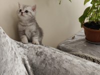 Tonton british shorthair yavrular