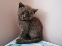 06.06.2023 doğumlu scottish fold yavruşlar