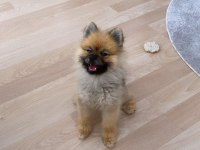 1 yaşında erkek Pomeranian boo 2,5 kg
