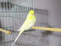 Jumbo Dişi Muhabbet Kuşları