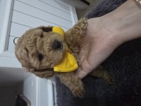 Erkek Toy Poodle