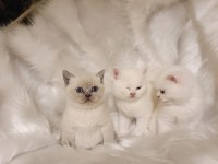 Sevimli british shorthair bebekler