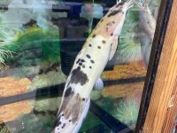 ERKUT PET'DEN BENEKLİ CLARİAS KEDİ BALIĞI