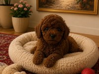 Red Brown Poodle Yavrularim Ev Üretimi