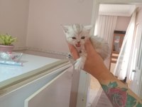 Nadir tür minyon british shorthair