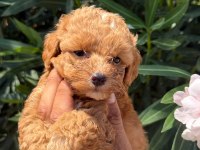 MALTİPOO MINIK MI MINIKLER