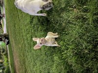 French bulldog Foozy Kızı