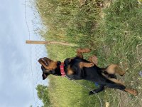 11 aylık erkek sevimli rottweiler