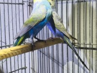 Rainbow Takım Muhabbet Kuşu