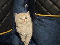 Efsane lilac british longhair yavrularımız