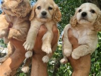 A kalite orjinal Cavalier King Charles yavrularımız
