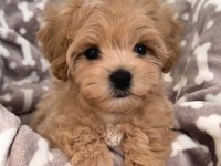 MALTİPOO YAVRULAR ACIK VE ESMER RENK ÇEŞİTLERİ