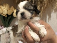 KÜT BURUN KISA BACAK ORJİNAL A++ KALİTE KÖPEKLERİMİZ