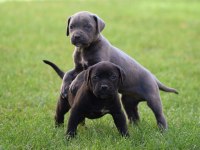 Heybetli Üst Kalite Cane Corso Yavrular