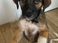 3 aylık sevimli yavru köpeğimiz