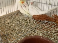 BEBEK YENİ DÜŞMÜŞ SULTAN PAPAĞANLARI