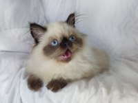 ÇOK GÜZEL VE ÖZEL PANDA EXOTİC SHORTHAİR