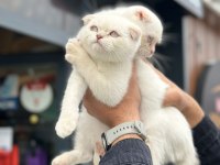 Ankaranın en güzel scottish fold bebekleri