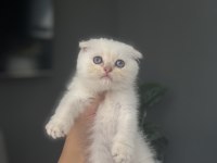SCOTTISH FOLD SILVER YAVRULARIM