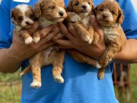 Maltipoo Bebeklerim