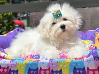 Kore Maltese