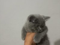 Top kafa üst sınıf british shorthair yavrular