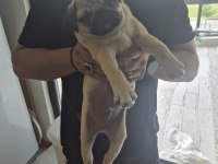 Sahiplendirilecek Pug Köpeğimiz