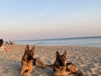 Safkan Alman kurt köpeği