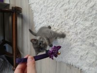 Safkan british shorthair yavru
