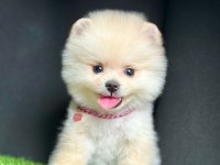 Safkan Pomeranian Boo Bebekler