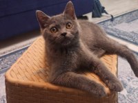4 Aylık Dişi Uysal British Shorthair Kedimiz