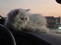 Çok çok güzel Safkan yavru British Longhair NS11