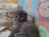 Scottish fold kızımız yuvasını arıyor