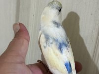 30 GÜNLÜK KONUŞTURMALIK MUHABBET KUŞU BEBEK