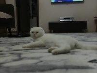 2 yaşında beyaz scottish fold