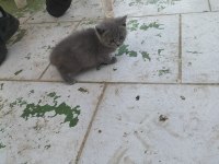 British shorthair yavru dişi