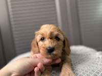 Küçük Maltipoo