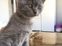 2 tane yavru ve anne kedileri birlikte saihplendirilecek