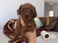CORE TOY POODLE BEBEKLERİM YENİ SAHİBİNİ BEKLİYOR