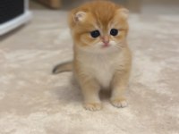 British longhair ve shorthair 2 erkek bebeğimiz