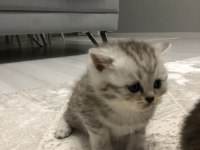 25 Nisan doğumlu british shorthair yavrularım