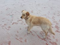 İnsan canlısı dişi golden retriever