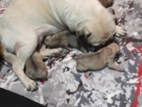 Evde çocuk olduğu için veriyoruz pug